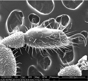 Media type: image;   Invertebrate Zoology 134654